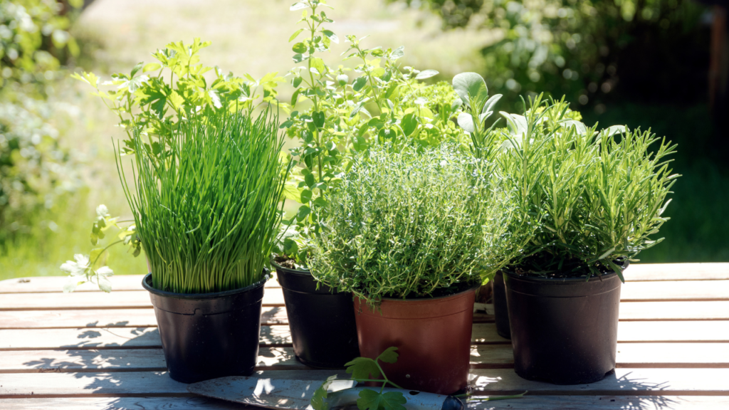 Culinary Herbs