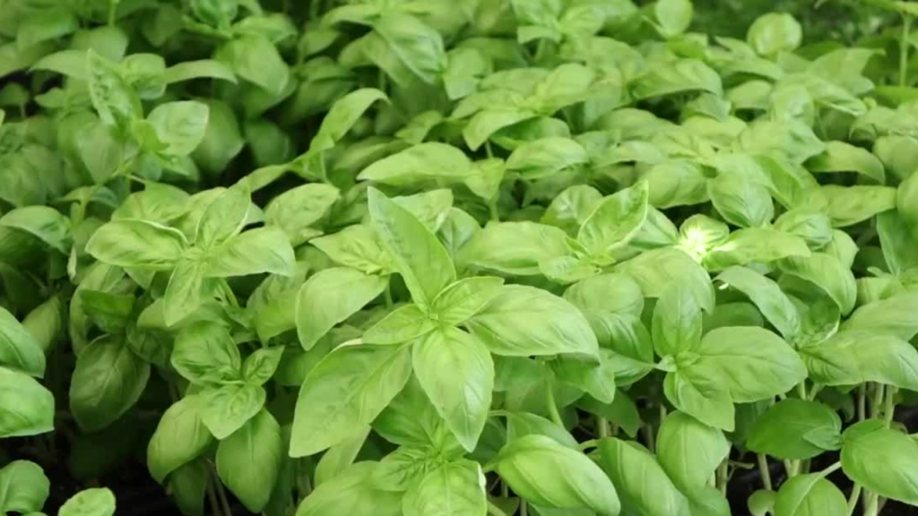 Basil